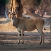 Antilopa losi - Taurotragus oryx - Common Eland o4900
